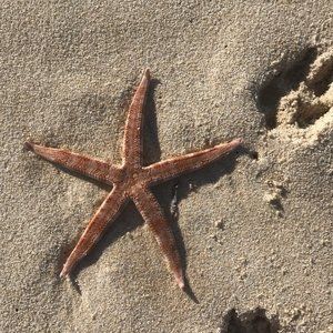 Meet your Posher, Deb